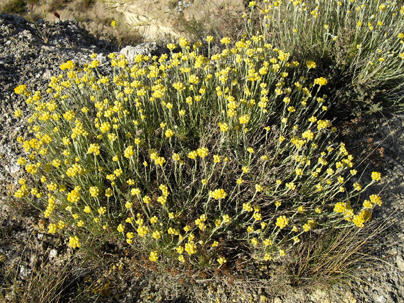 Helichrysum stoechas photo